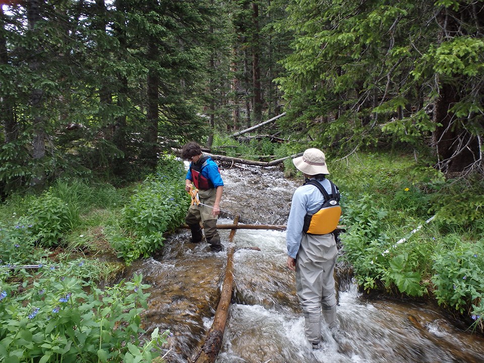 Stream monitoring near Hidden Valley two field technicians wearing life jackets stand in a small stream in the forest holding a measuring tape stretched between them