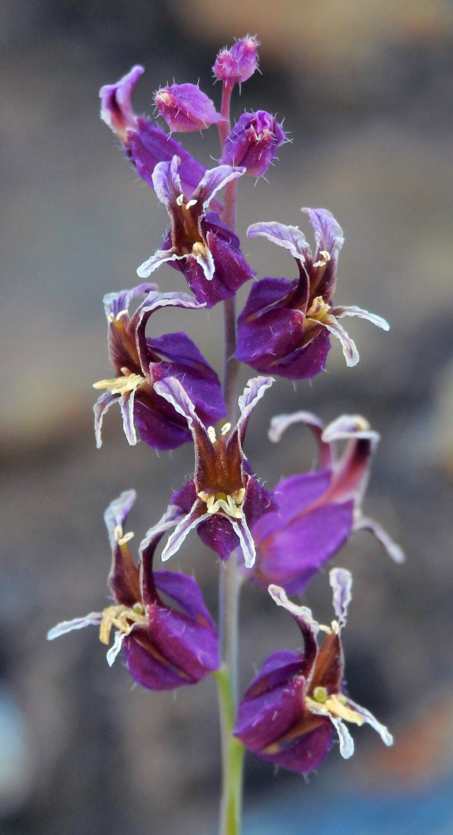 Mt Tamalpais Bristly Jewelflower Close-up of several small purple flowerettes