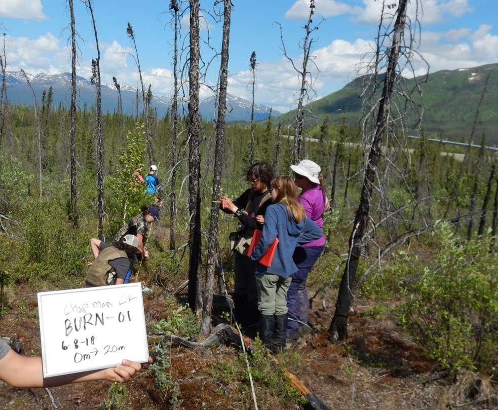 Six students are in a burned area of the Chapman Creek Fire taking samples of new vegetation growth.