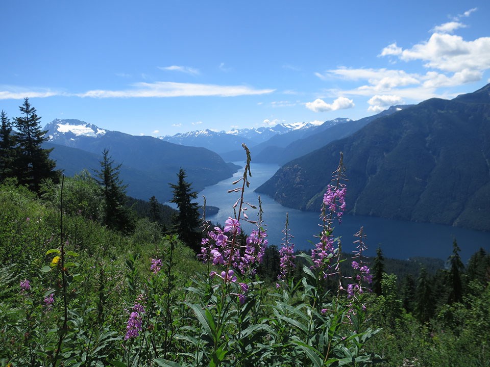 Flowers in a subalpine meadow overlooking mountains and a lake