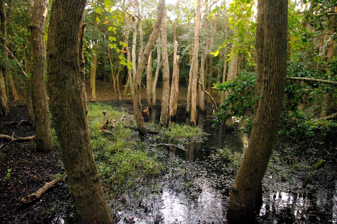 water collects in the low areas of the sunken forest