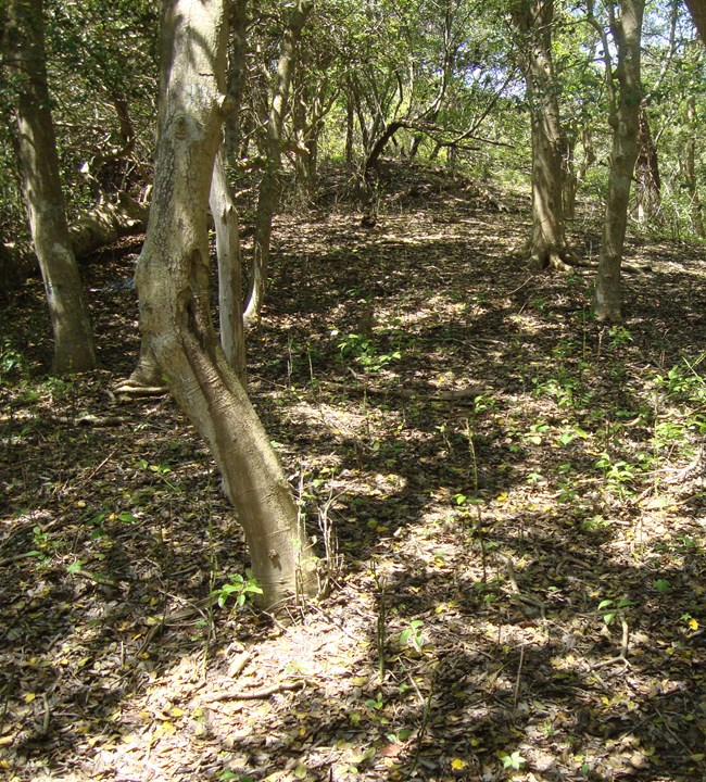 a forest with no young plants growing in the understory