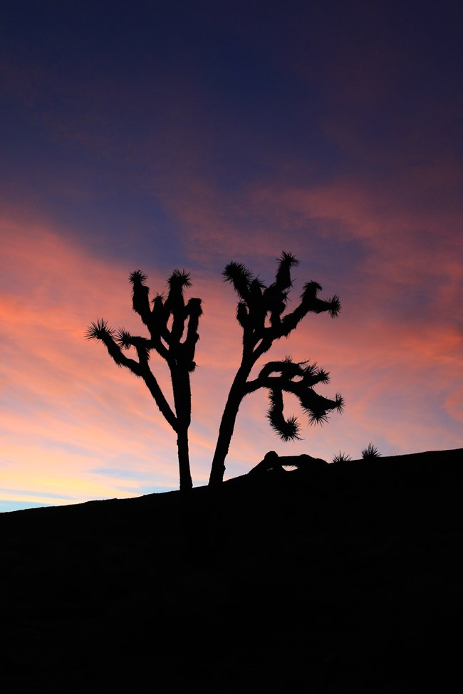 Multi-stemmed, crooked tree, with tufts of vegetation, set against a sunset sky.