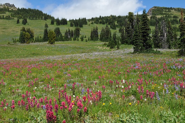 Wildflower meadow at Sunrise Lupine, paintbrush and other flowers bloom in meadow at Sunrise.