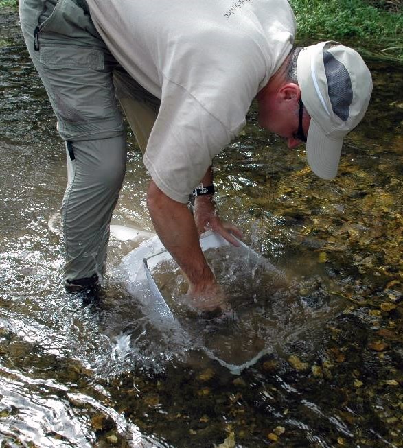 A scientist standing in a shallow stream bending over a net submerged in the water.