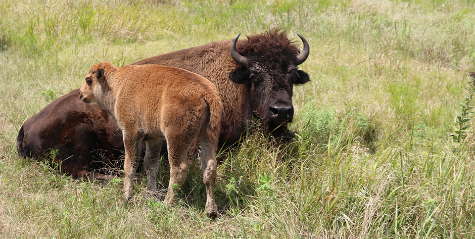 Bison at Tallgrass Prairie