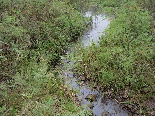 Tallgrass Prairie Stream Reach