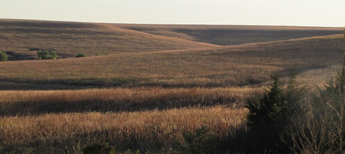 rolling hills of prairie grass
