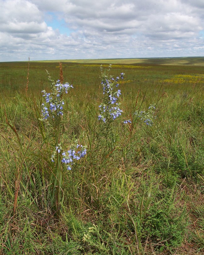 TAPR_wildflowers_nocover grassland with flowers