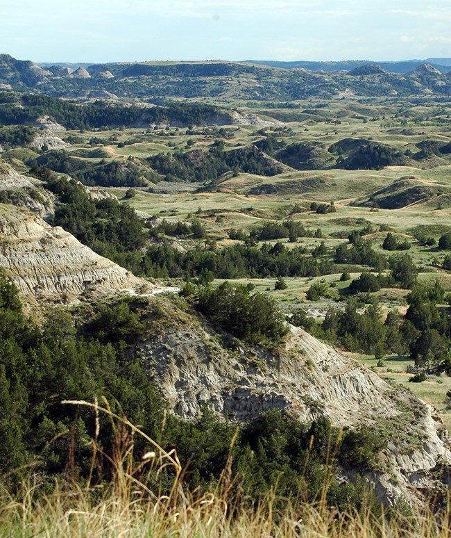 rolling hills and badlands covered in dark green trees and shrubs with light green grasses between