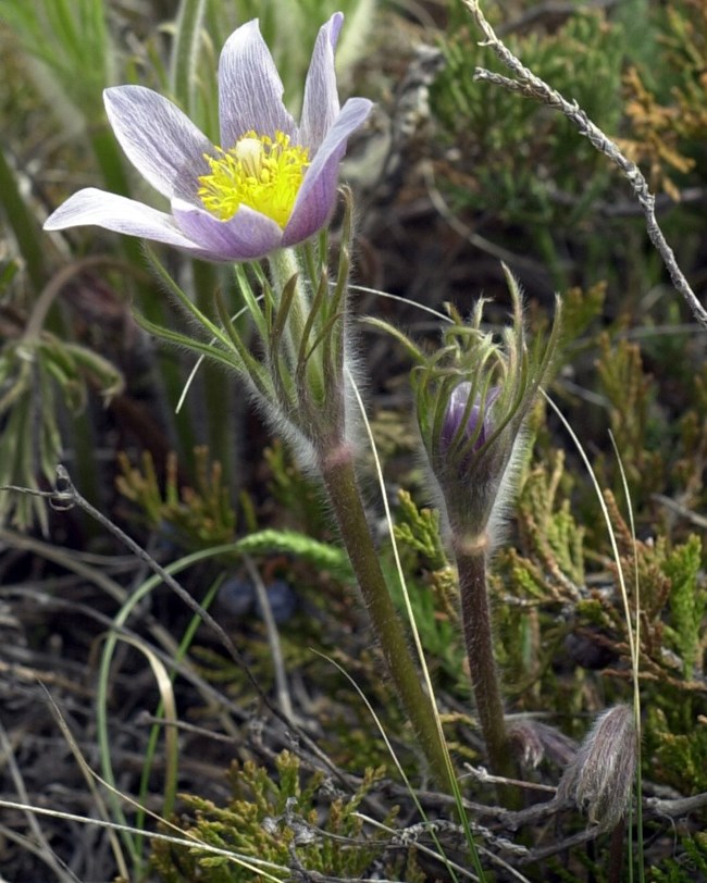 lavender petaled flower with yellow stamens on a short, fuzzy, green stalk