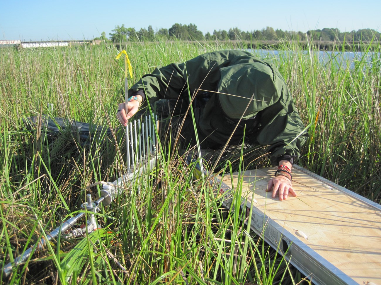Person works on a salt marsh platform in the middle of a salt marsh.