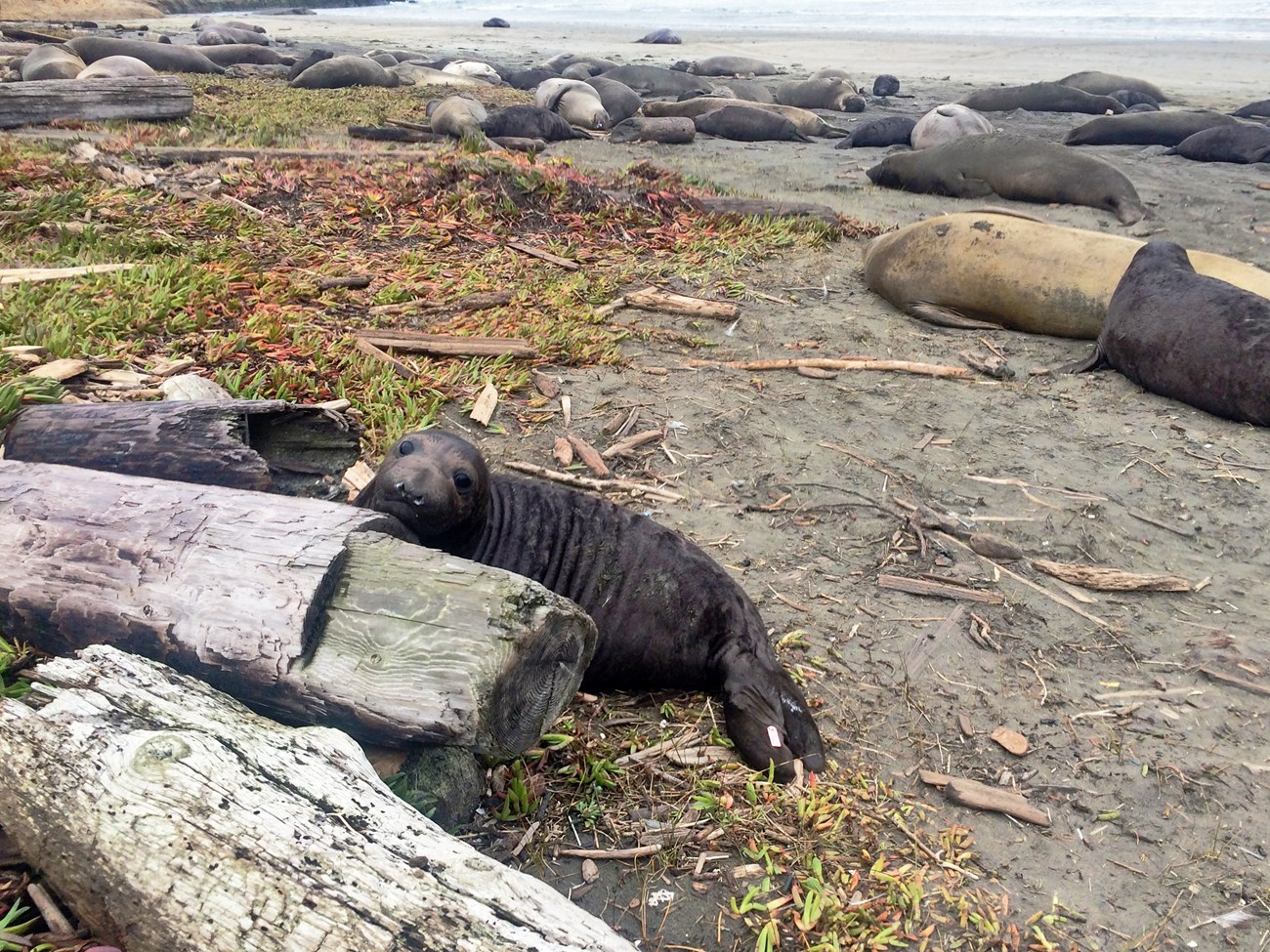A black weaned pup with a punk tag on its rear flipper rests his head on a log, with seal colony and beach in the background.