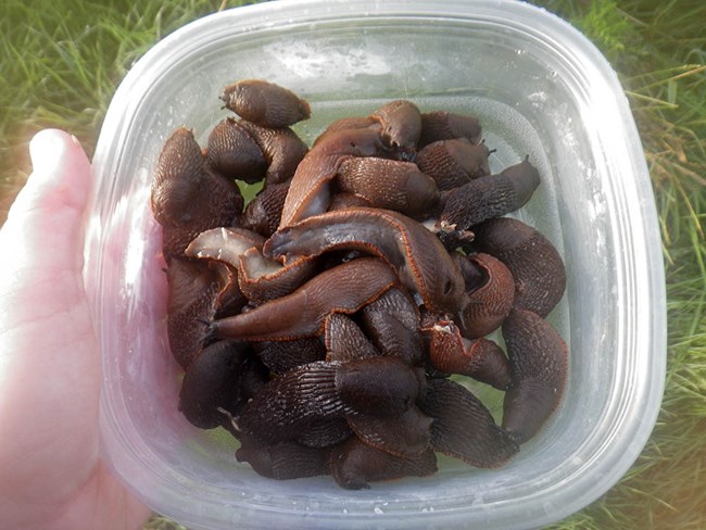 Invasive slugs A container full of invasive slugs