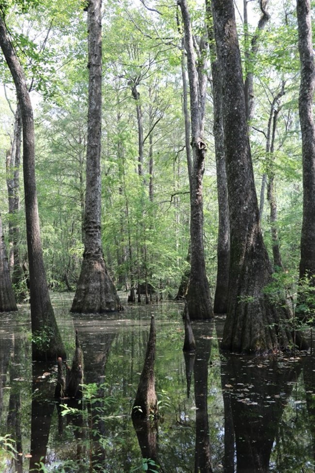 Old-growth trees Tall and lanky green trees hover over their reflections in murky water.