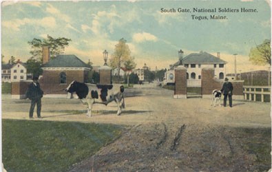 A veteran leading a cow from the south gate of the  Eastern Branch, Togus, Maine