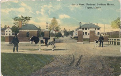 A veteran leading a cow from the south gate of the Eastern Branch, Togus, Maine A veteran leading a cow from the south gate of the Eastern Branch, Togus, Maine