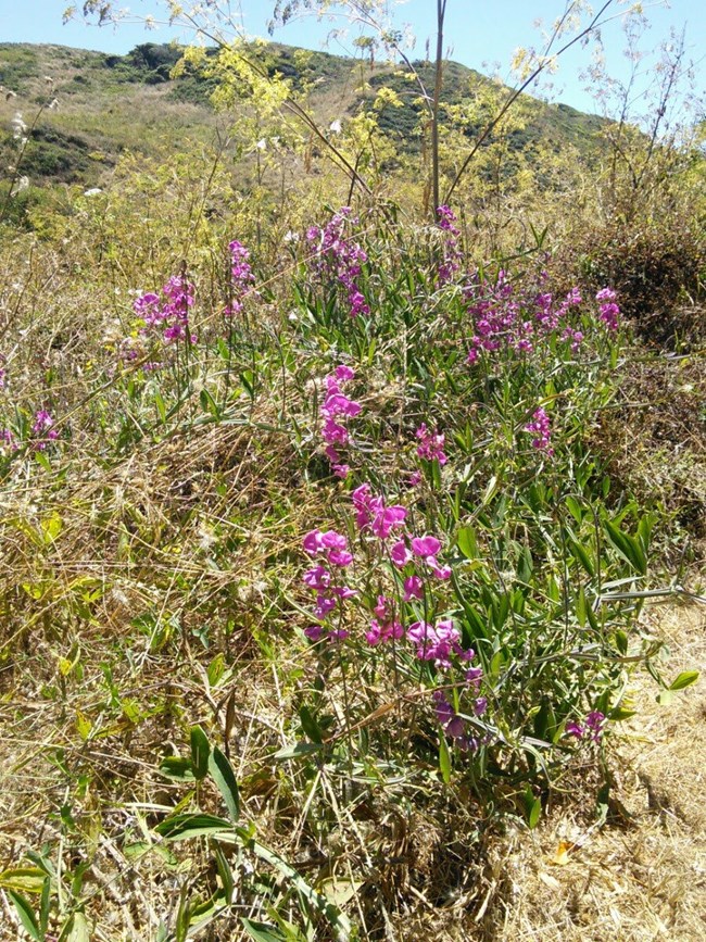 Everlasting pea Purple flowers of an everlasting pea plant