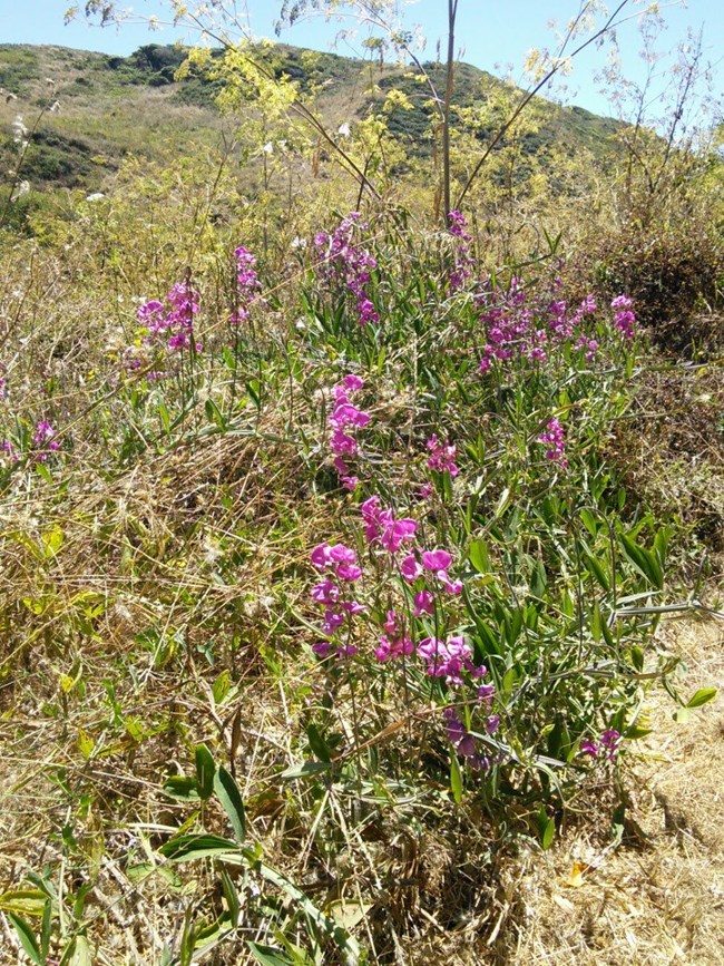 Purple flowers of an everlasting pea plant