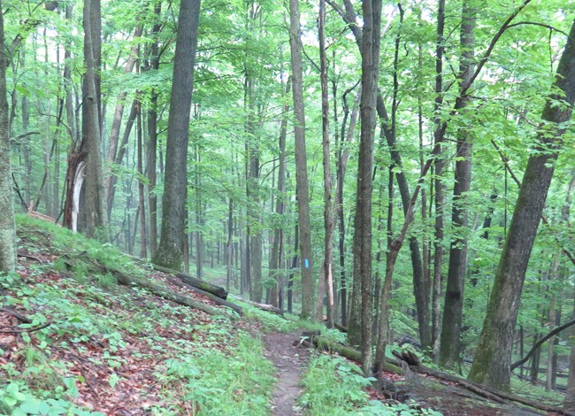 single trail trail through green canopied forest