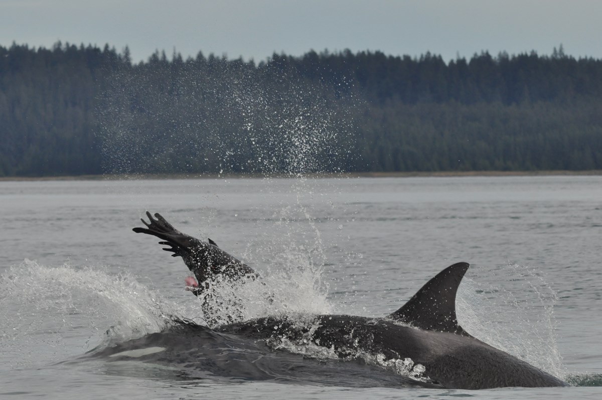 A killer whale ramming a sea lion, its tail visible in the air, as a killer whale breaks the surface beneath it