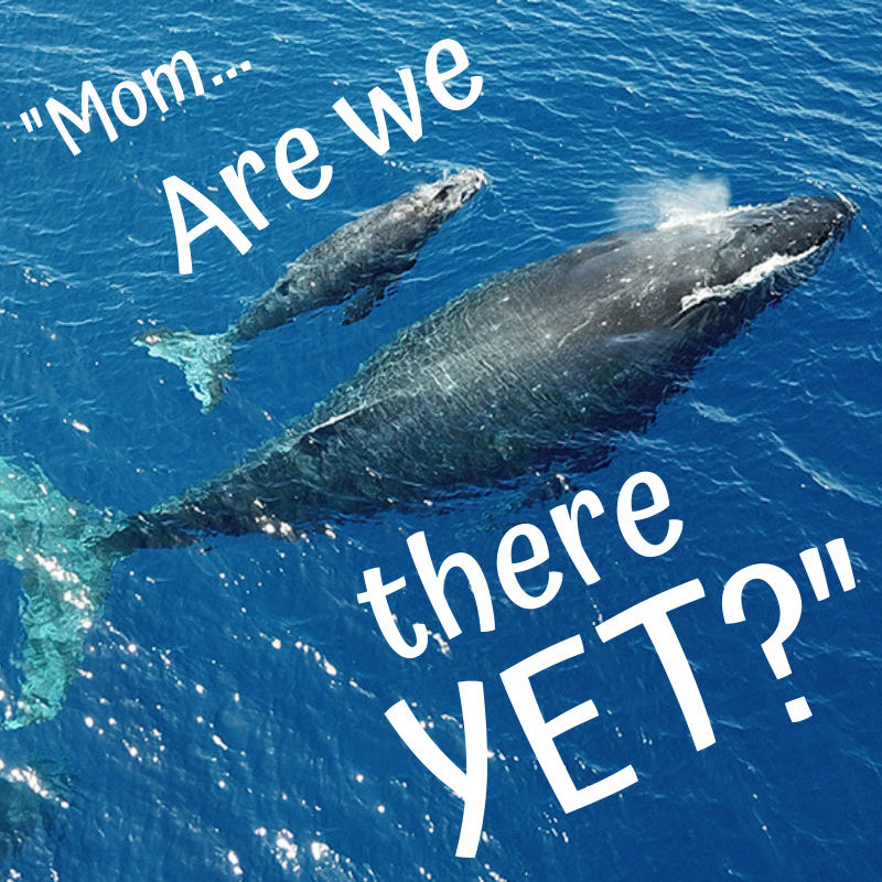 wmother and calf whales swim with text that says are we there yet?
