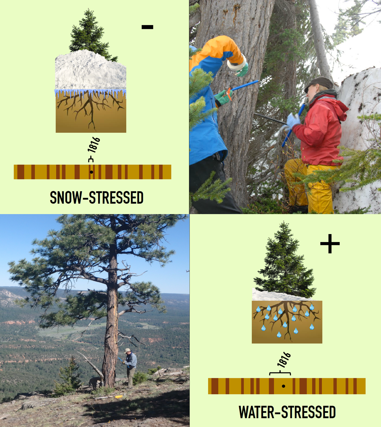 Tree ring_inforgraphic_possible figure-see email Tree ring