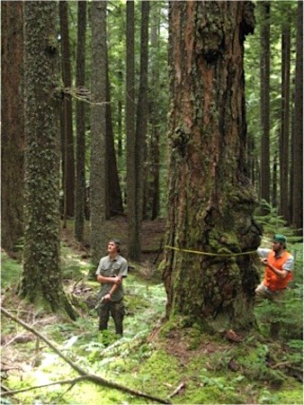 A man wraps a measuring tape around the trunk of a tree while a second man looks up at the canopy of the forest.