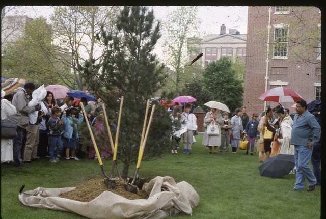 The Tree of Peace during the ceremony. People are gather around it and shovels stick in the ground.