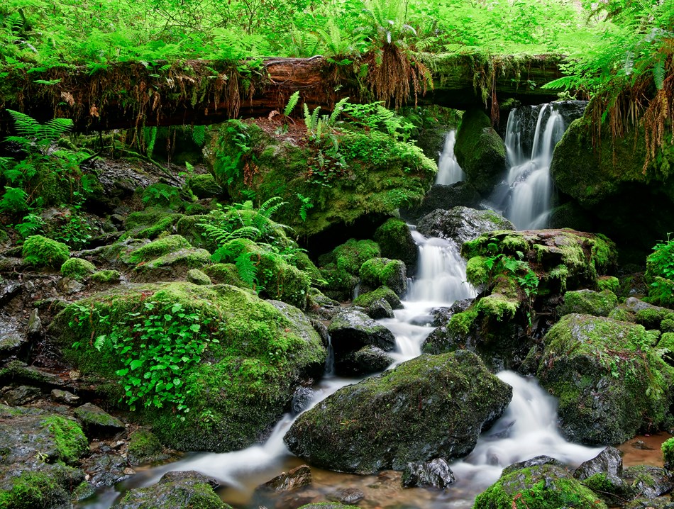 Small waterfalls flow over ferns and rocks. Small waterfalls flow over ferns and rocks.