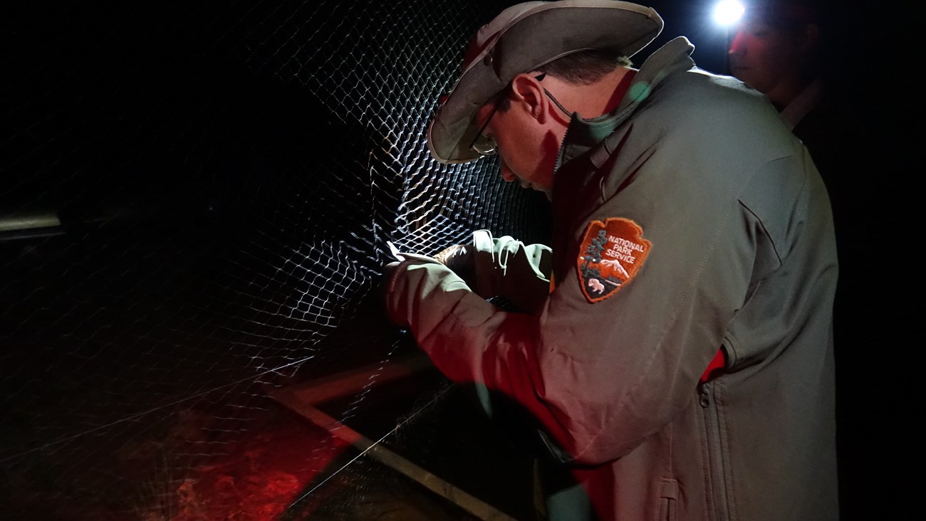 Scientist releases bat from mist net