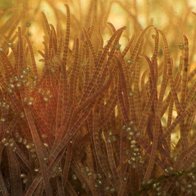 Clumps of segmented, yellow, brown worms standing up in water.