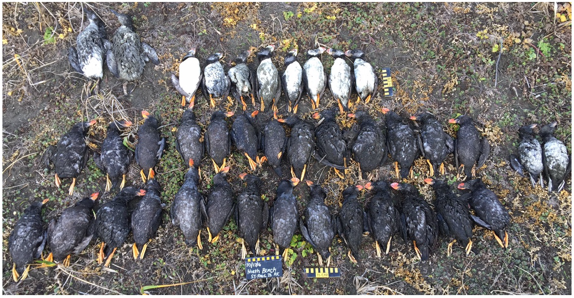 Tufted puffin carcasses lined up for examination.
