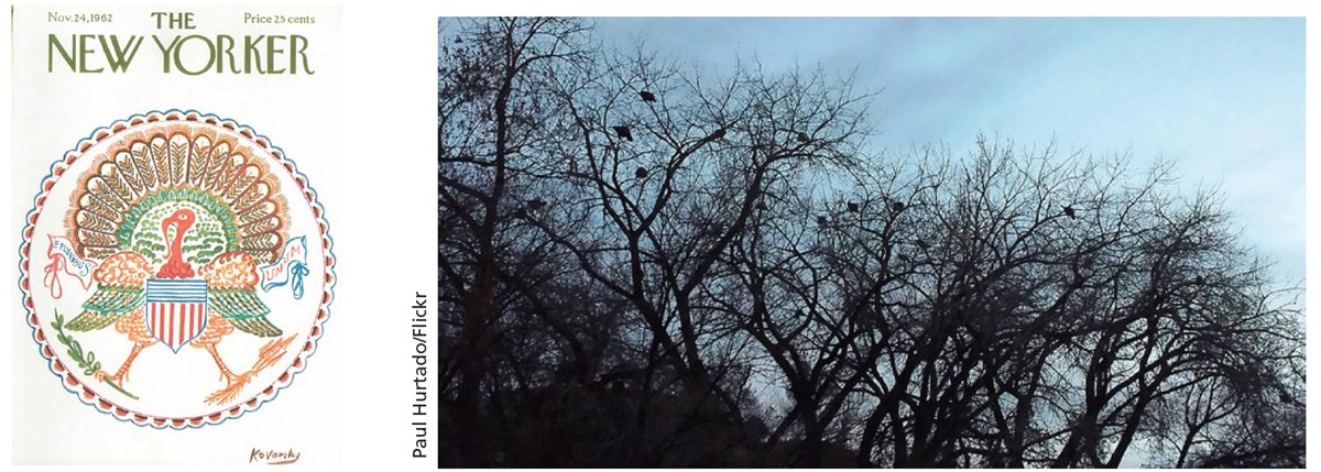 images of New Yorker magazine cover and wild turkeys perching.