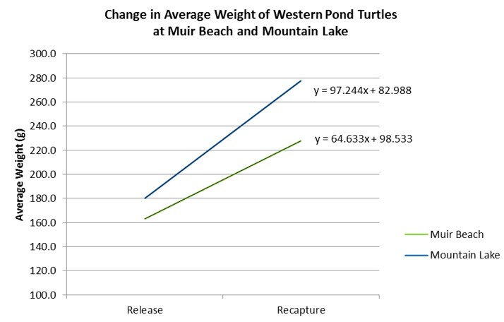 Change in Average Weight Line graph showing that turtles released at Mountain Lake grew faster than those released at Muir Beach