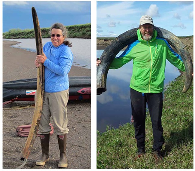 Two photos showing researchers holding tusks from mammoths and mastodons.