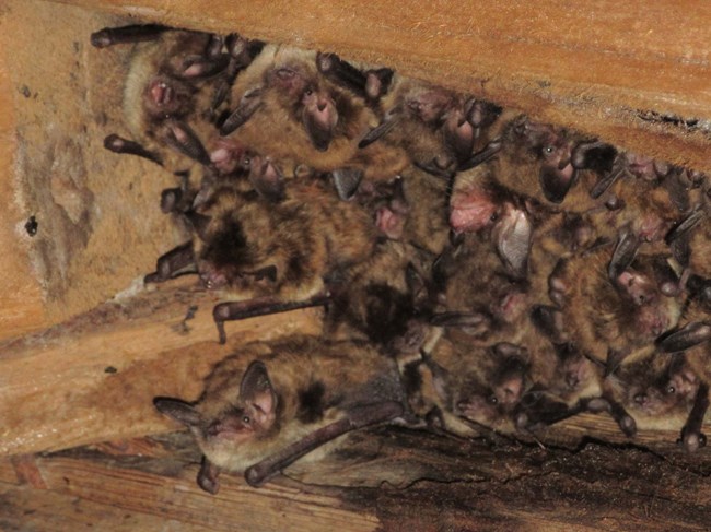 More than a dozen little brown bats clustered tightly together in an attic roost. More than a dozen little brown bats clustered tightly together in an attic roost.