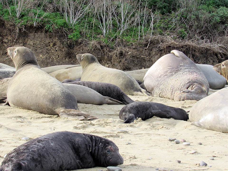 A group of cows and their black pups on the beach, with a large alpha male on the right