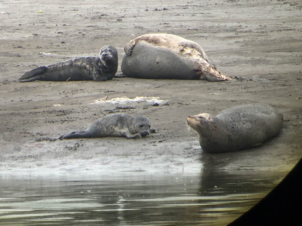 Two harbor seal mom and pup pairs are lying on an exposed mudflat.