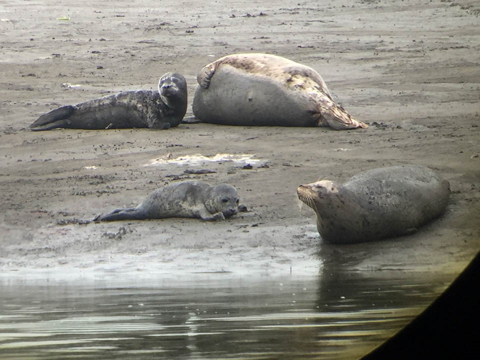 Harbor seal moms with pups Two harbor seal mom and pup pairs are lying on an exposed mudflat.