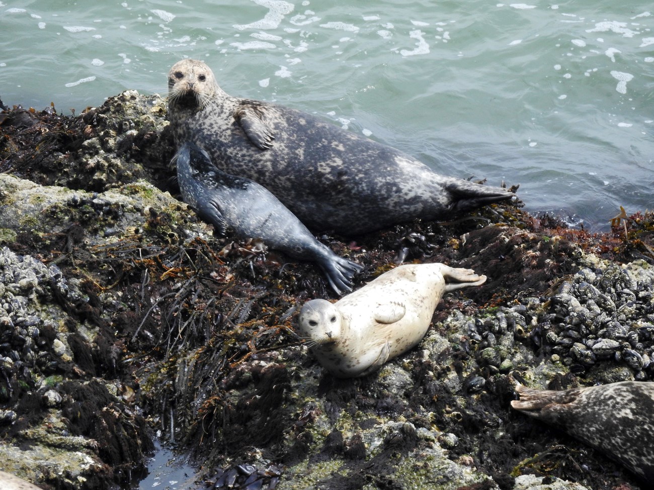 Harbor seals with a pup Two large harbor seals and one small pup resting on an algae-covered large rock surrounded by water