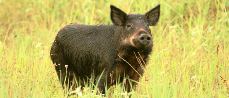 Black hog in a field of grass