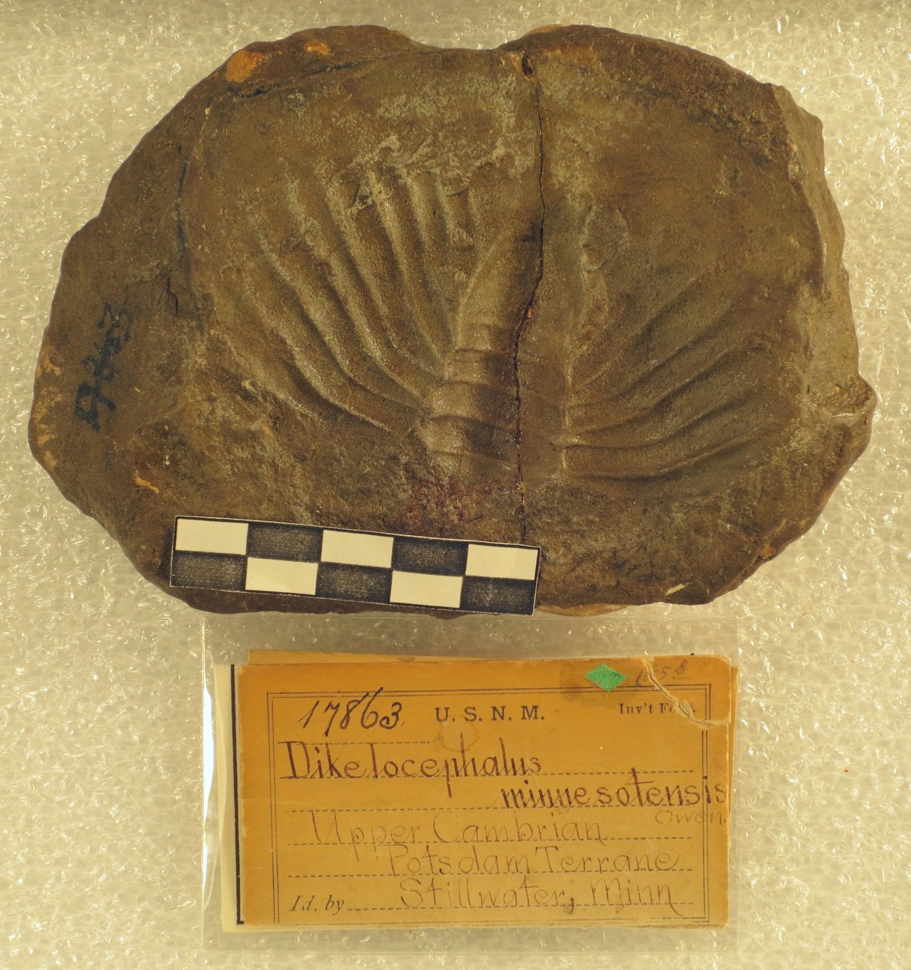 fossil trilobite with curation record card and scale bar
