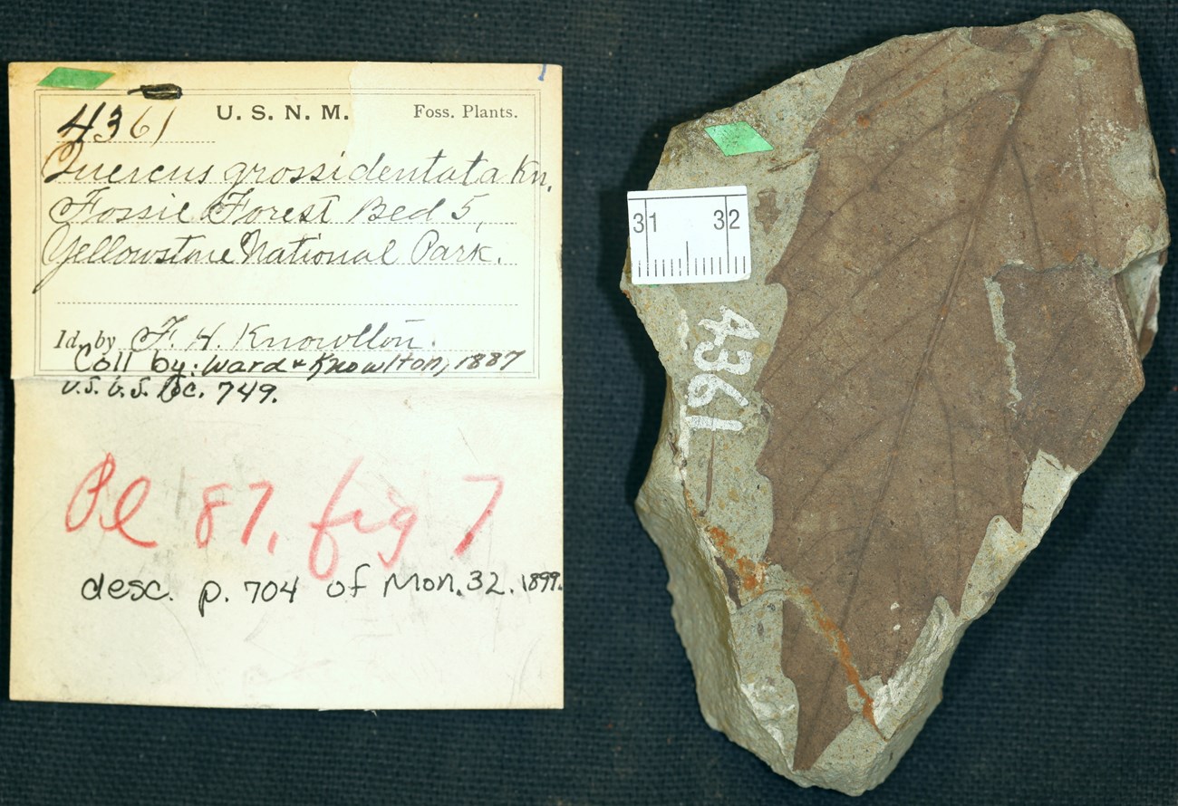 leaf fossil and curation record card