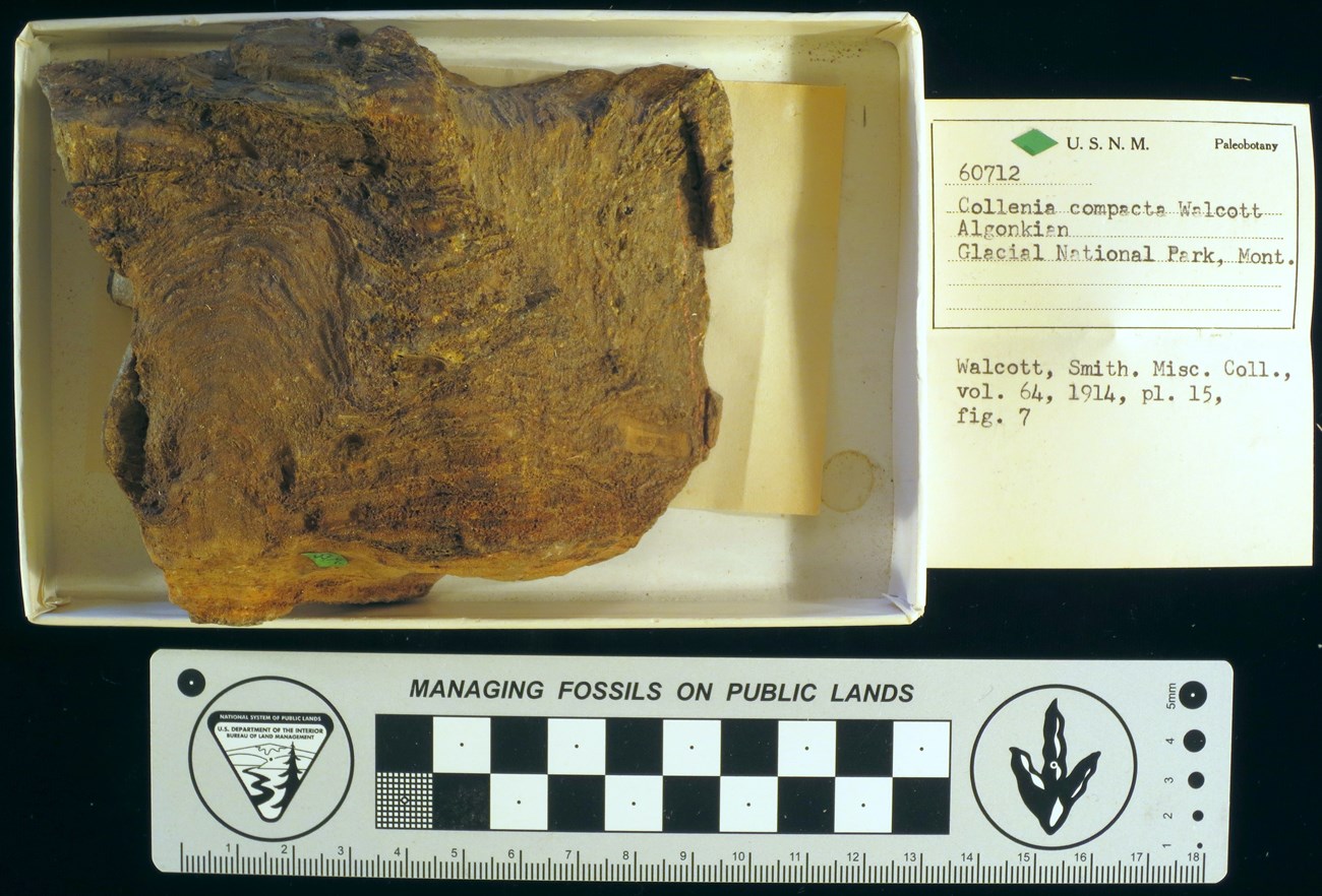 fossil Stromatolite with curation record card and scale bar