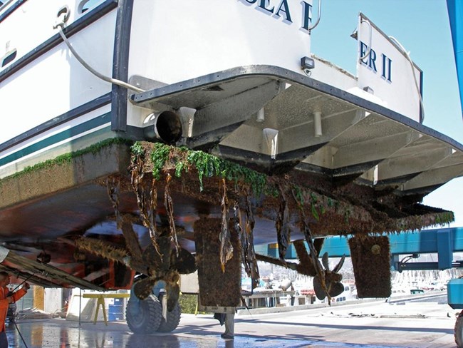 Undaria plants dangling from the hull of a boat raised out of the water