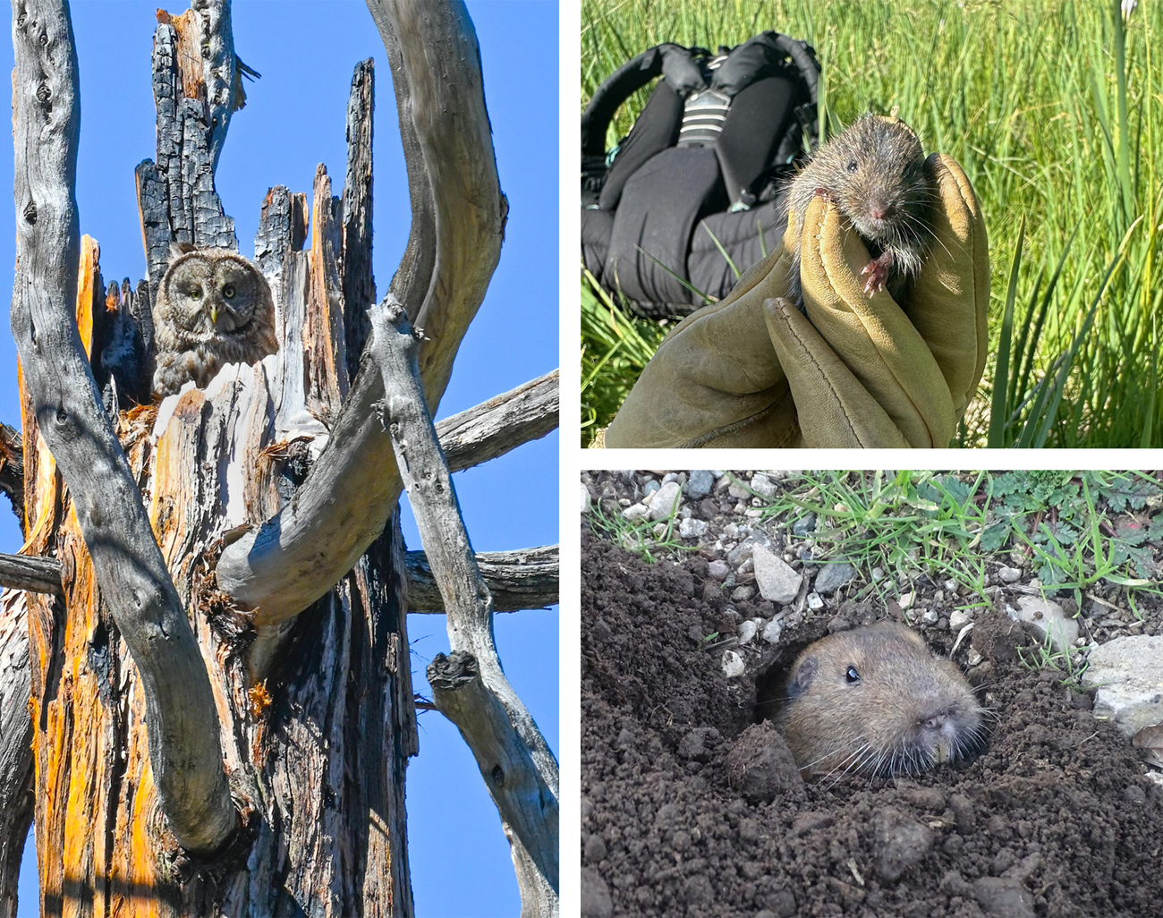 Collage showing a perched Yosemite great gray owl, a vole being carefully held be a researcher, and a pocket gopher emerging from its burrow.