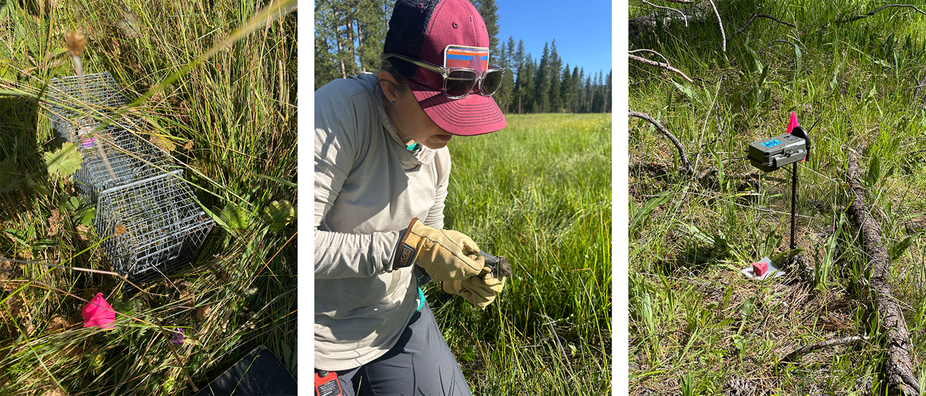 Three photos showing a live trap on the ground, a researcher measuring a vole, and a camera mounted above a chew block.