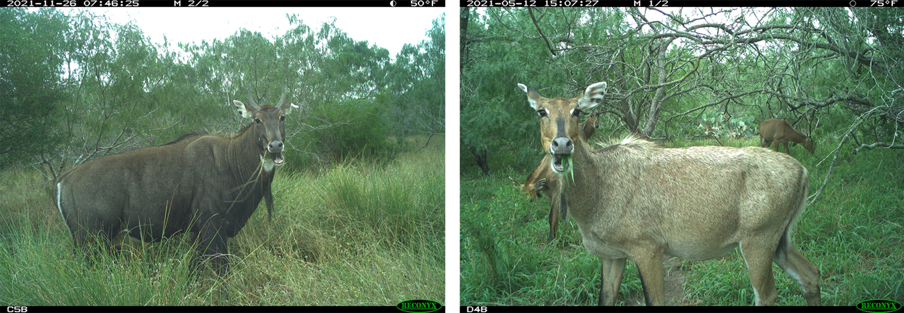 Two camera trap photos. Left: A male nilgai eating grass. Right: A female nilgai eating grass with other nilgai behind her.