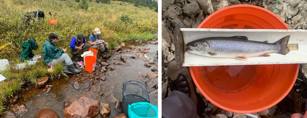 Researchers Left photo: Three field researchers in waterproof gear sit beside a rocky stream recording data. Orange buckets, nets, and field tools are scattered around the area. Right photo: A silver-blue trout with speckled markings rests in a measuring device.